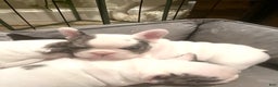 French Bulldog dogs for sale: Cajun - Ad 4