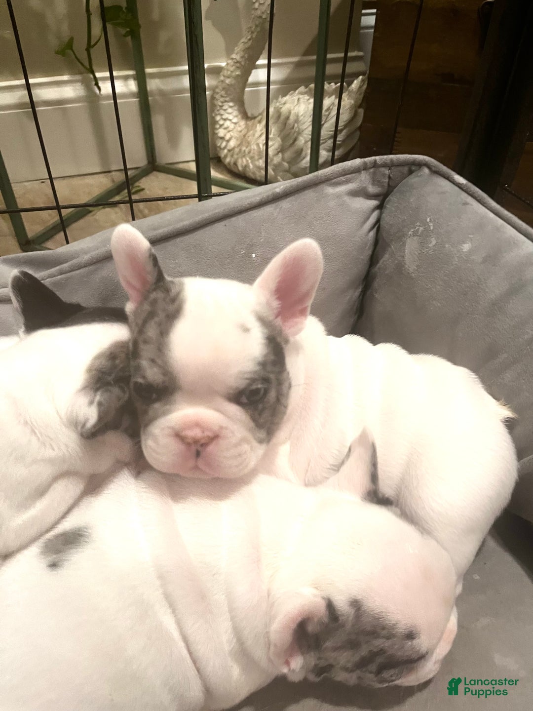 French Bulldog dogs for sale: Cajun - Ad 4