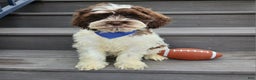 Cockapoo dogs for sale: Patches - Ad 1