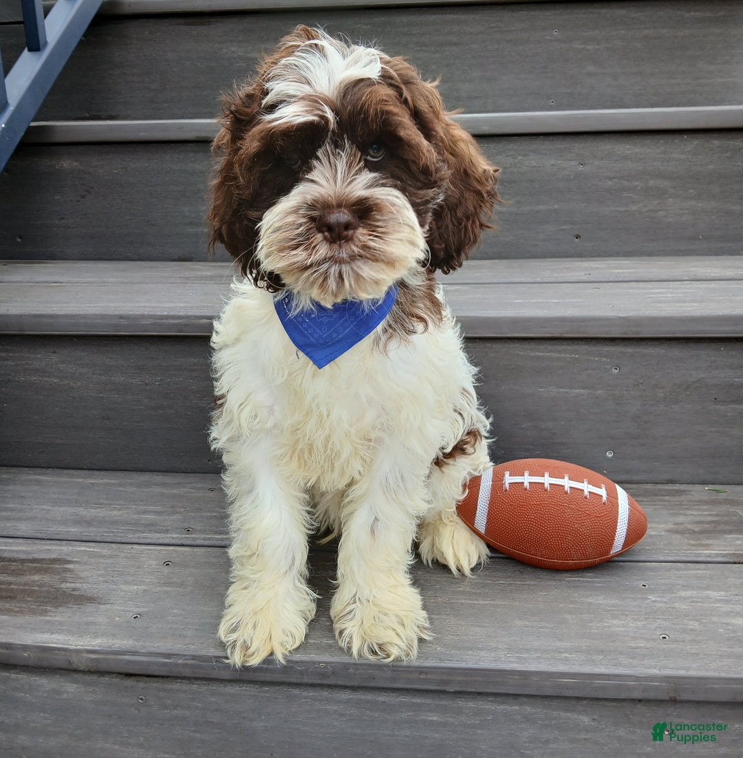 Cockapoo dogs for sale: Patches - Ad 1