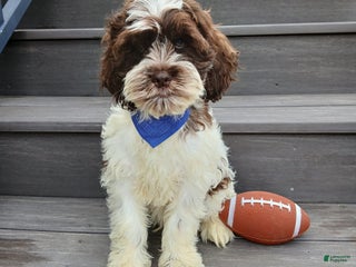 Cockapoo dogs - Ad 20