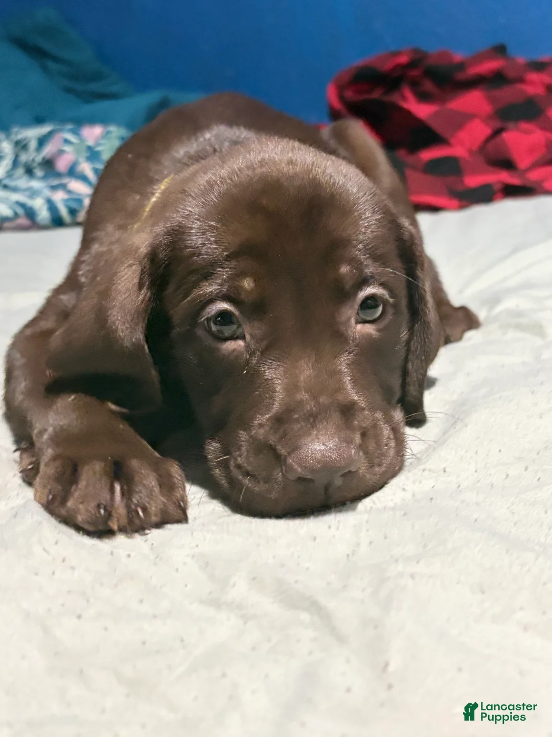 Labrador Retriever dogs for sale: Labrador Retriever 10 - Ad 2