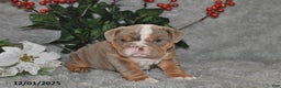 English Bulldog dogs for sale: Suntastic - Ad 4