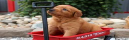 Golden Retriever dogs for sale: Quinny 🐾  - Ad 12