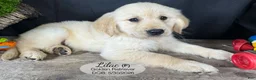 Golden Retriever dogs for sale: Lilac - Ad 2