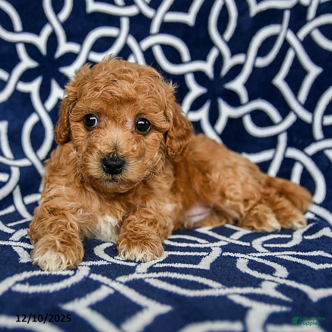 Bichpoo dogs for sale: Rover - Ad 3