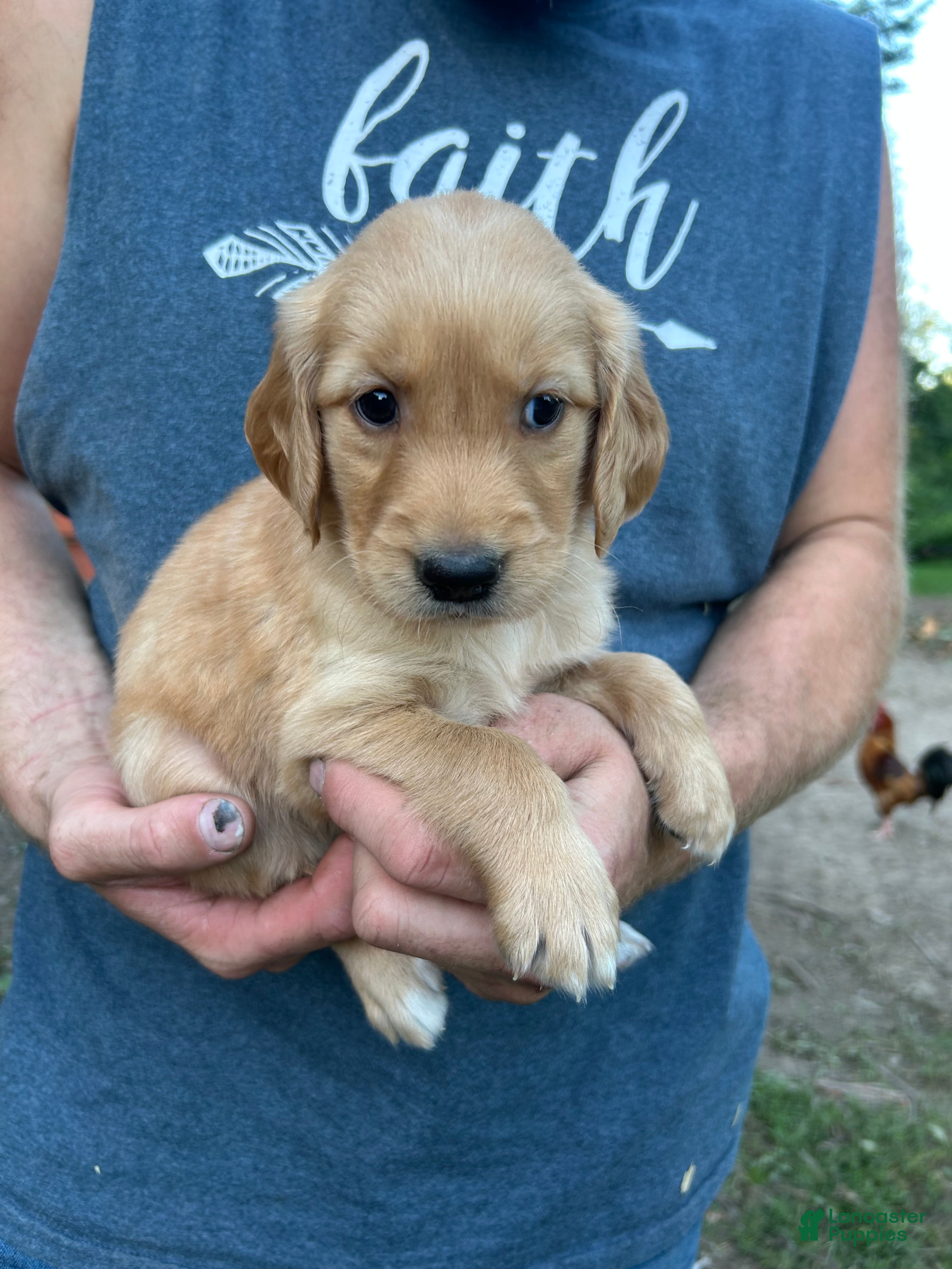 Golden Retriever dogs Lucy  - Ad 12