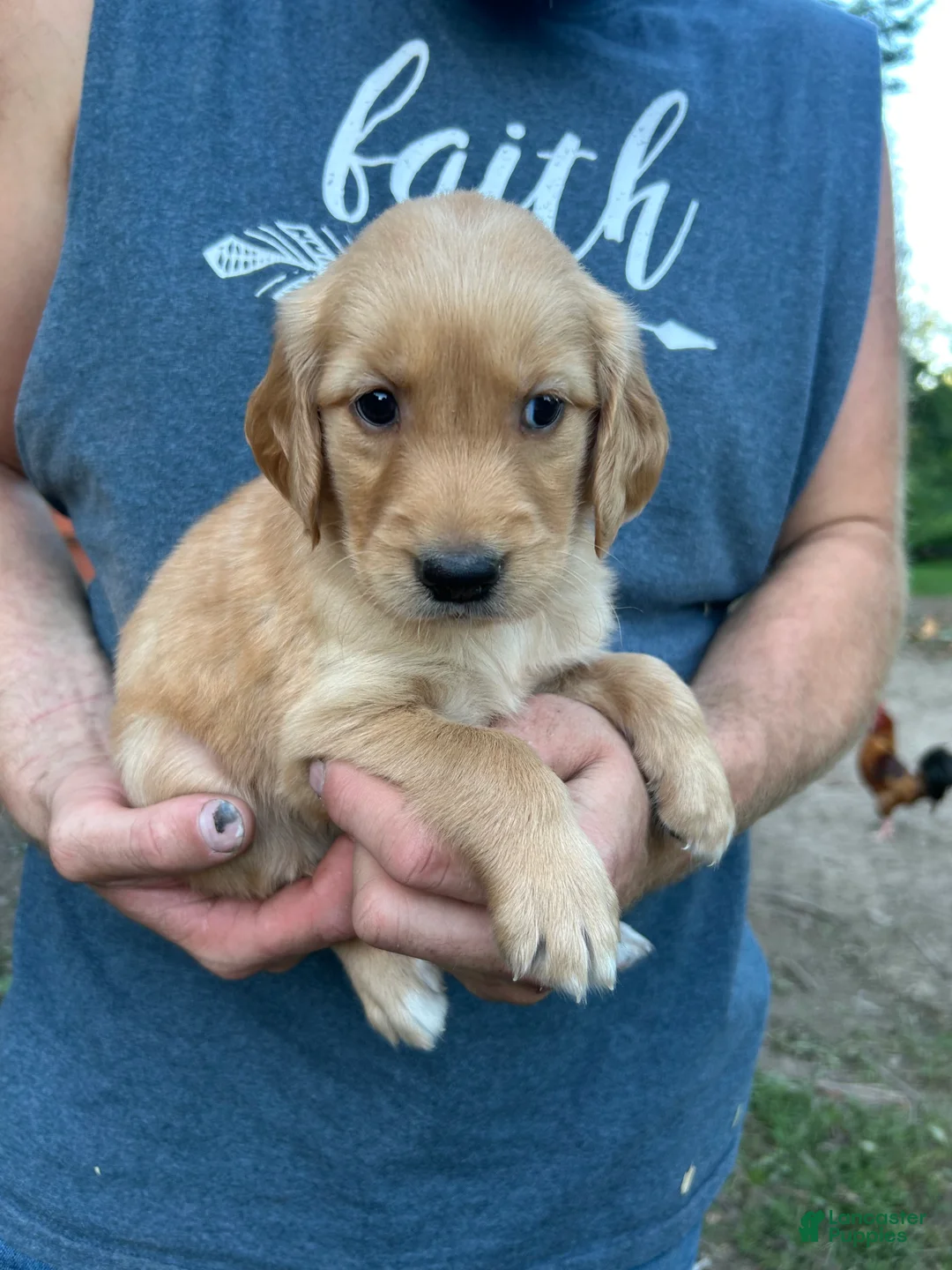 Golden Retriever dogs for sale: Lucy  - Ad 1