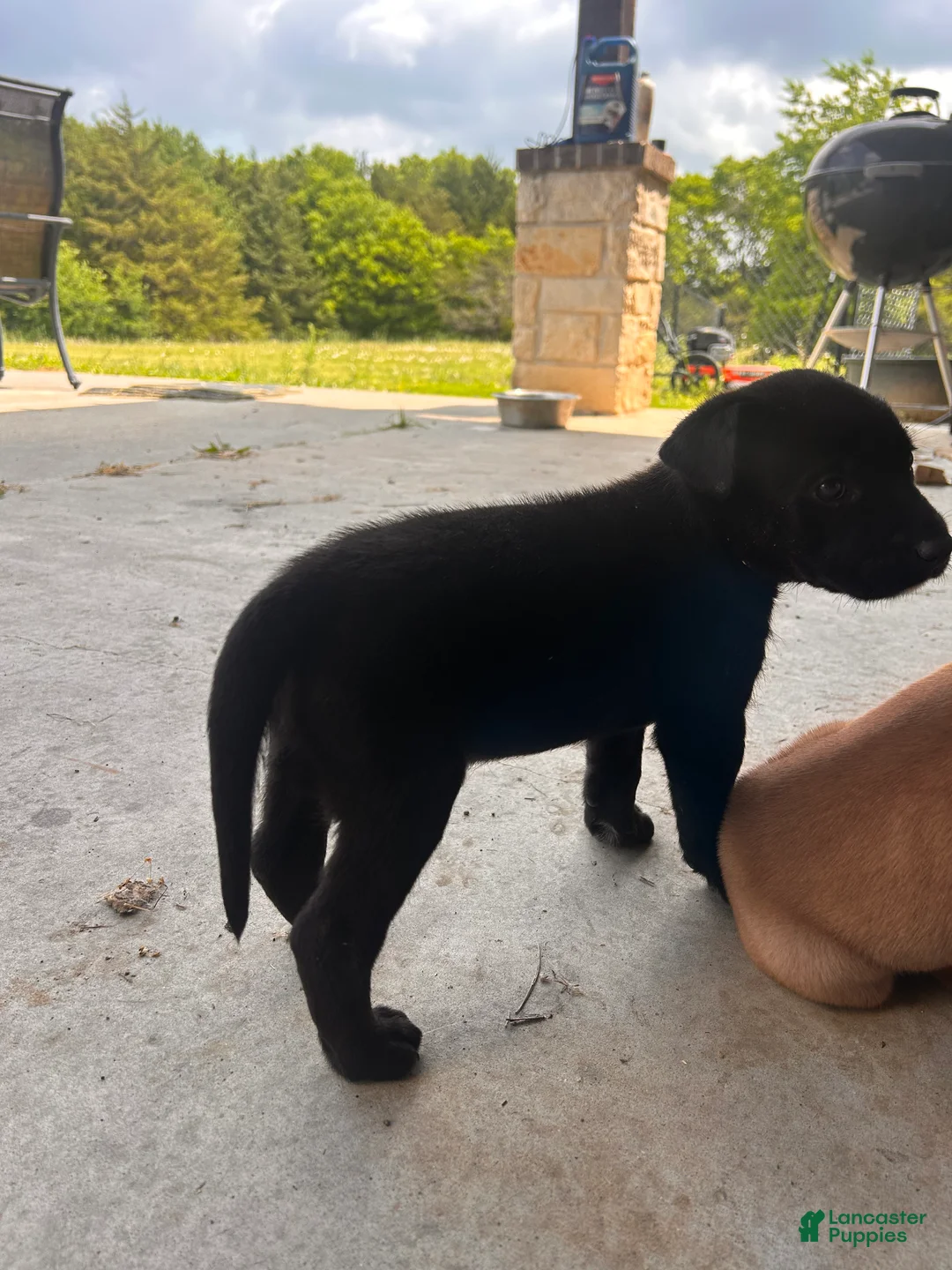 Mixed Breed dogs for sale: Mixed Breed Puppy 2 - Ad 1