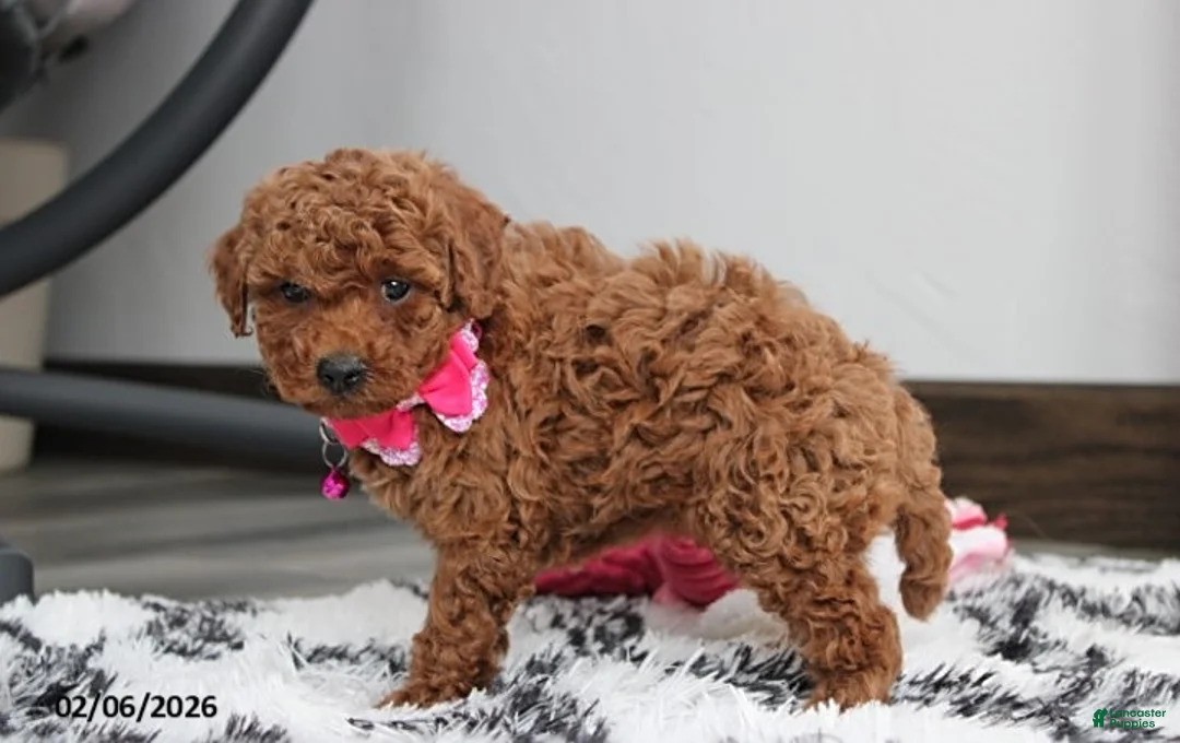 Bichpoo dogs for sale: Tracey - Ad 3