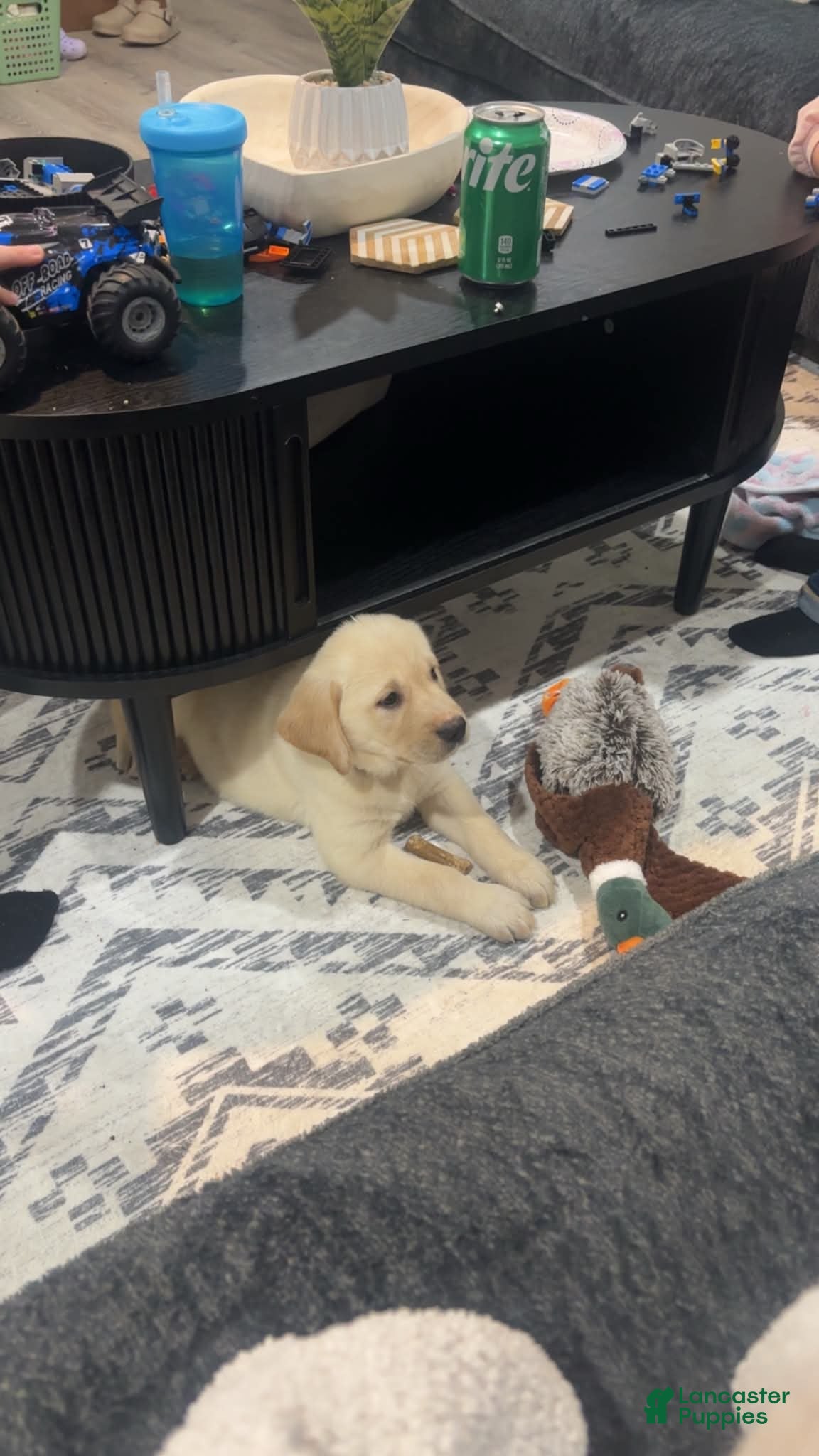 Goldador dogs Goldador Puppy 1 - Ad 5