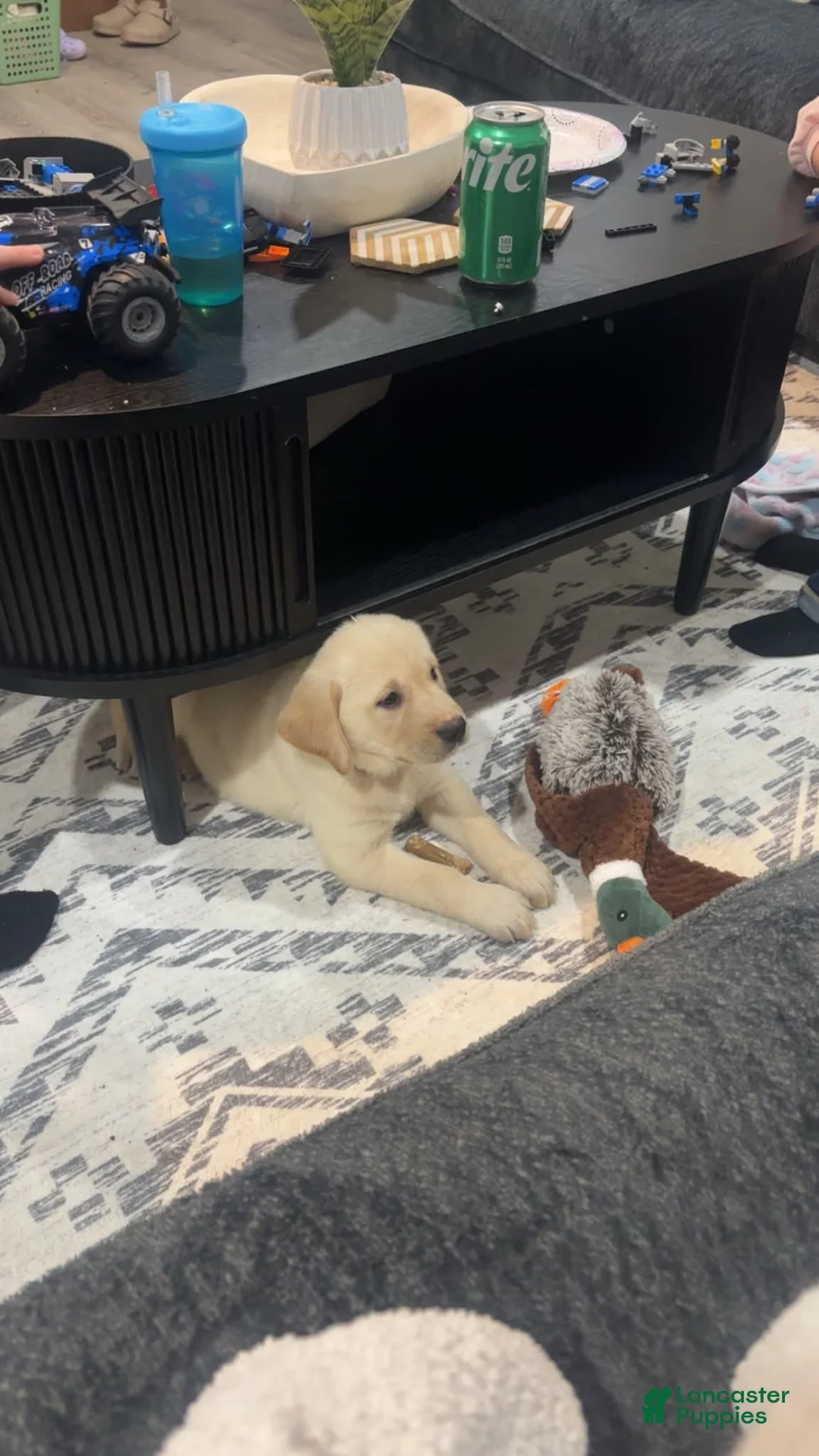 Goldador dogs for sale: Goldador Puppy 1 - Ad 1