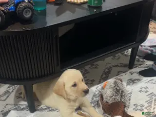 Goldador dogs Goldador Puppy 1 - Ad 5