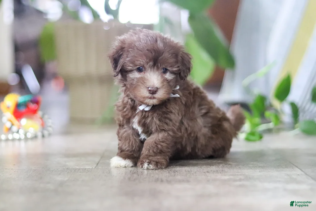 Havanese dogs for sale: Benji - Ad 5