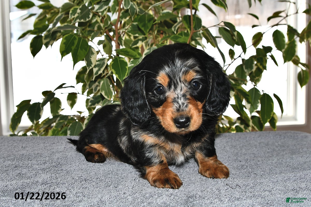 Miniature Dachshund dogs Daisy - Ad 31