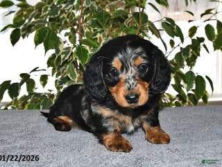 Miniature Dachshund dogs Daisy - Ad 31