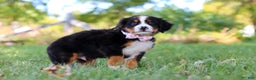 Bernese Mountain Dog dogs for sale: Oakley  - Ad 1