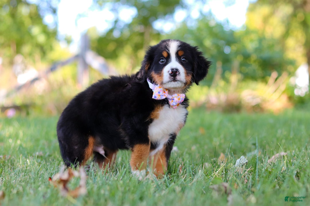 Bernese Mountain Dog dogs for sale: Oakley  - Ad 1