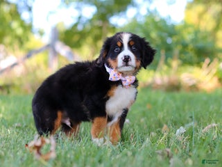 Bernese Mountain Dog dogs Oakley - Ad 34
