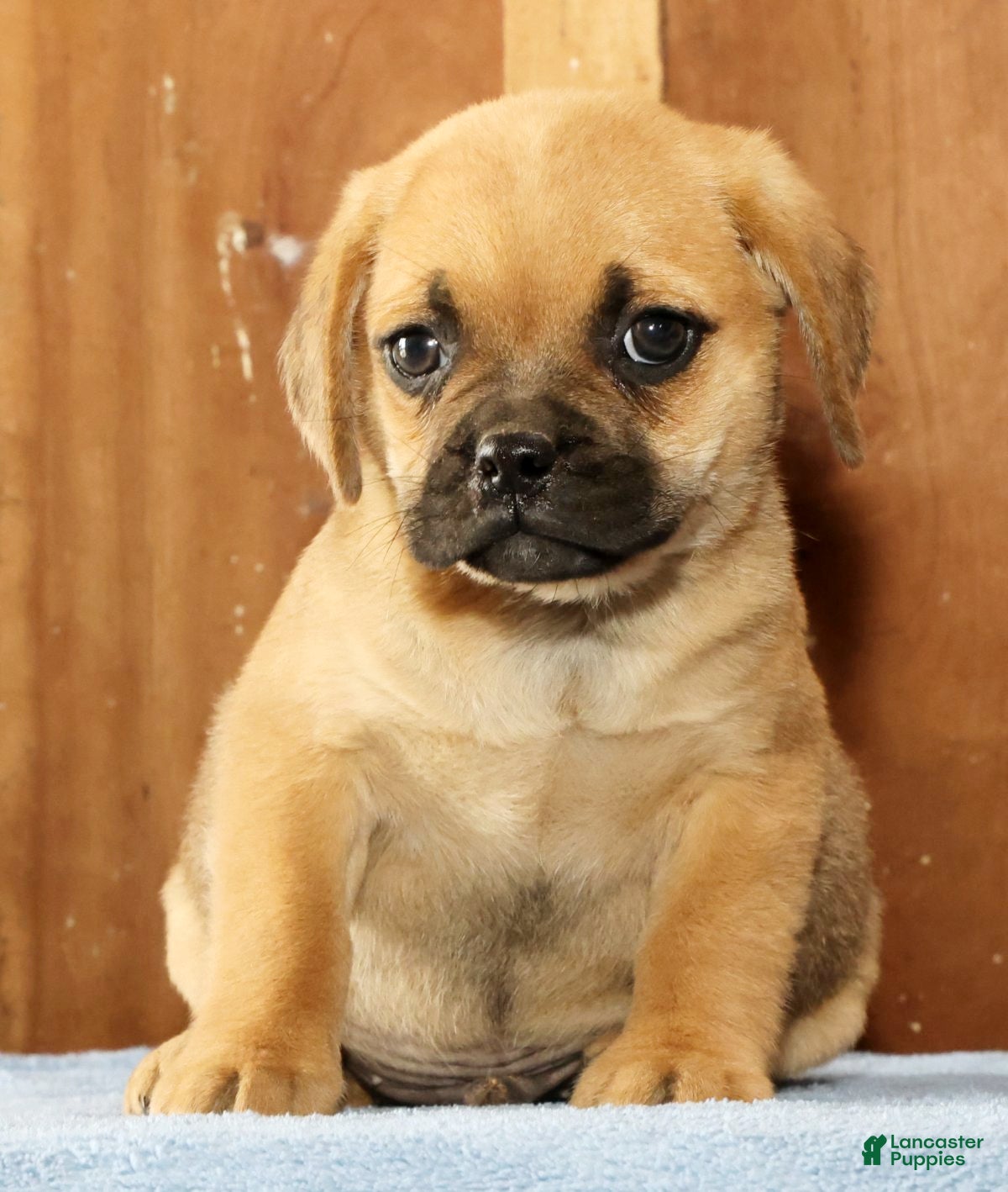 Puggle dogs Duke - Ad 2