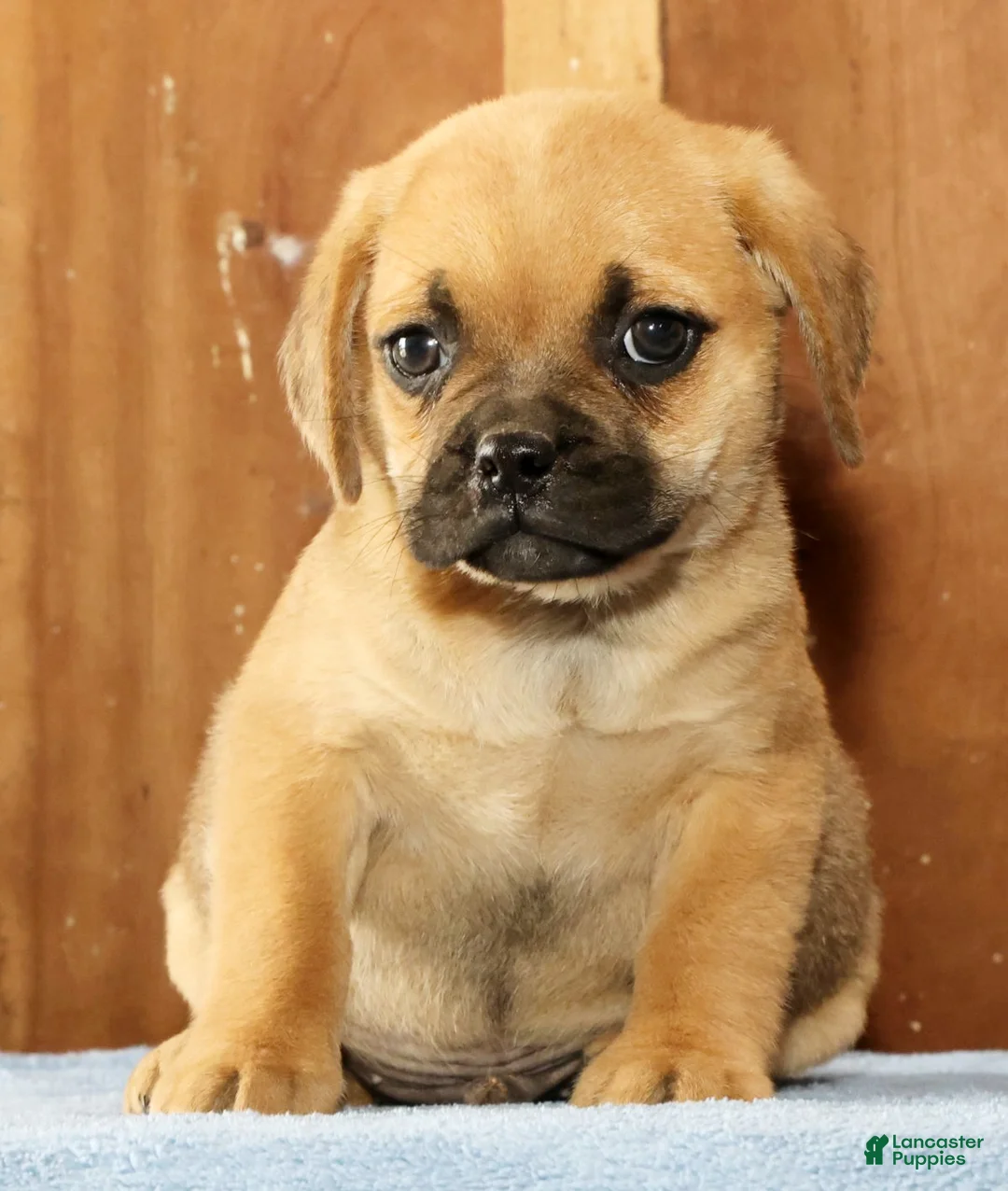 Puggle dogs for sale: Duke - Ad 2