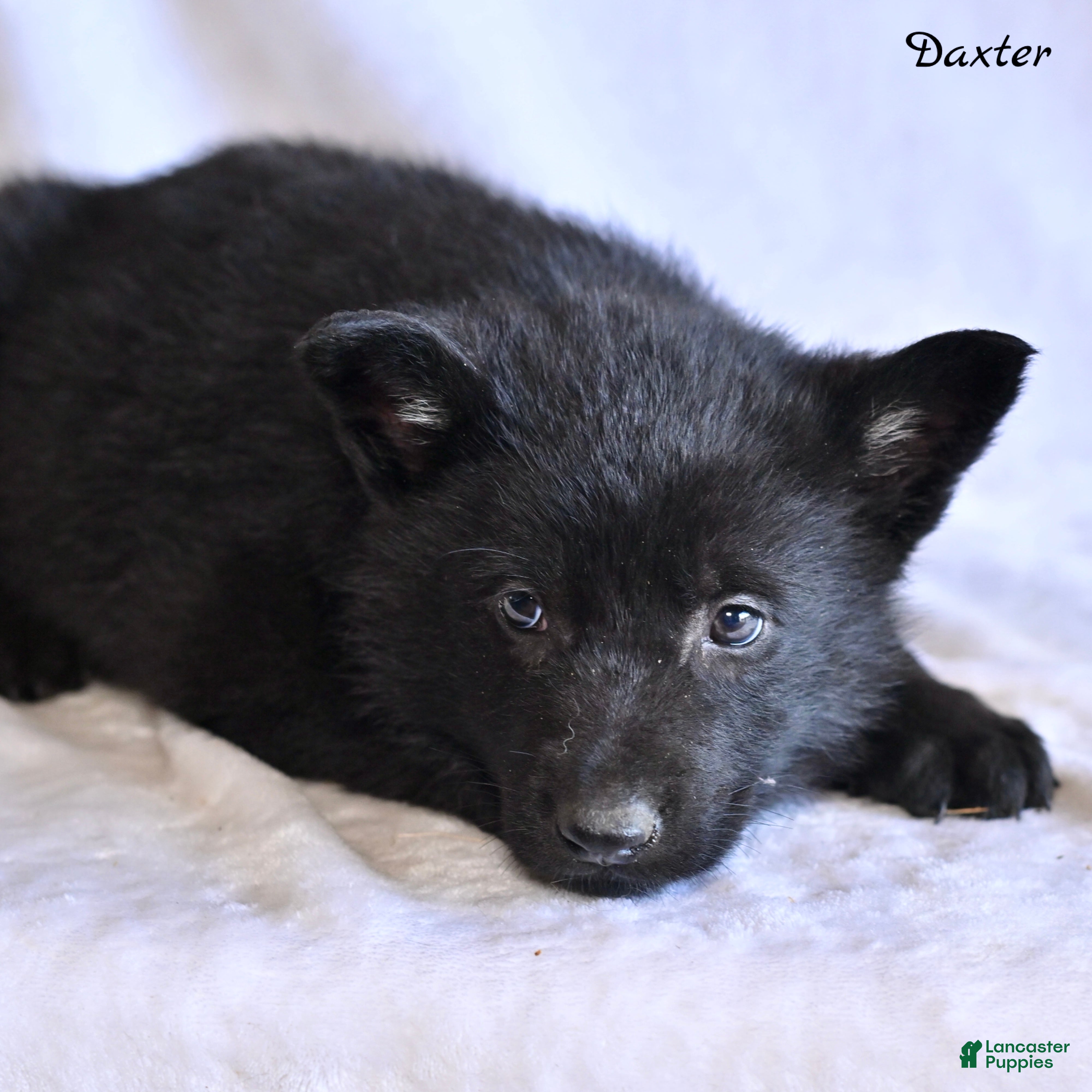 German Shepherd dogs Daxter - Ad 1