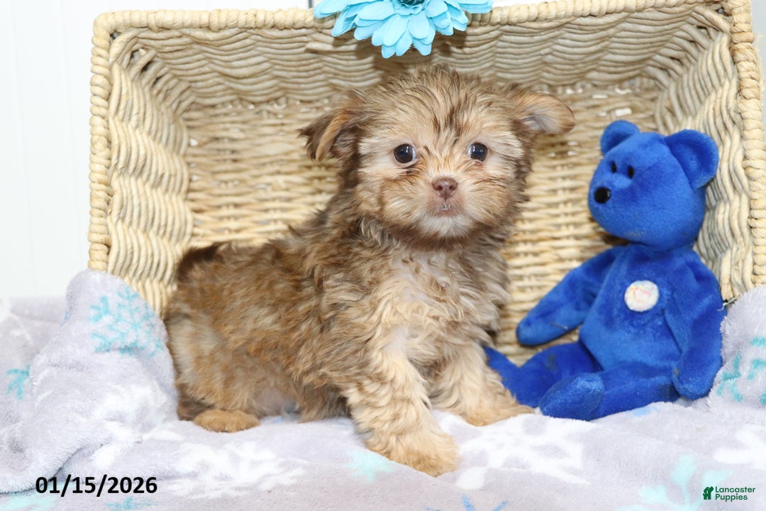 Shorkie dogs for sale: Angel - Ad 4