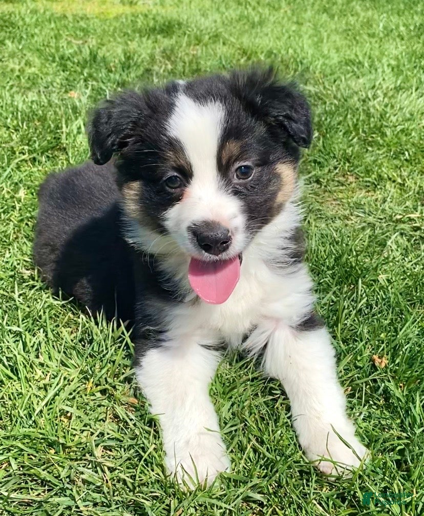 Mixed Breed dogs for sale: Blaze - Ad 2