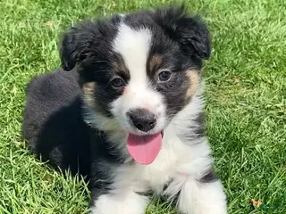 Mixed Breed dogs for sale: Blaze - Ad 2