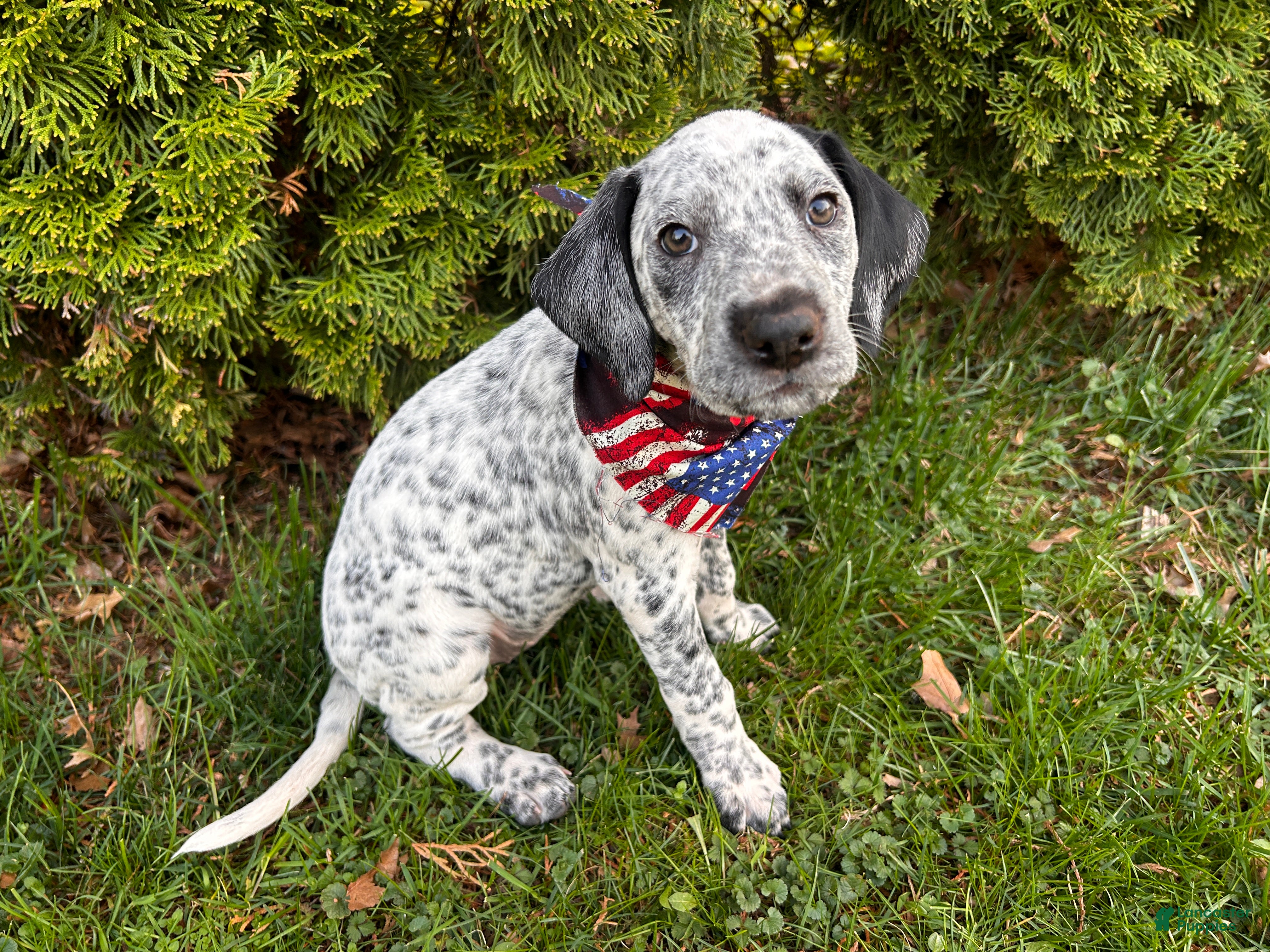Mixed Breed dogs 🐊Dalmatian/GSP Ready Now - Ad 1