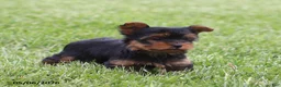 Yorkshire Terrier dogs for sale: Olivia - Ad 3