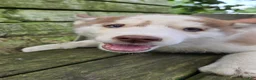 Siberian Husky dogs for sale: Riley - Ad 1