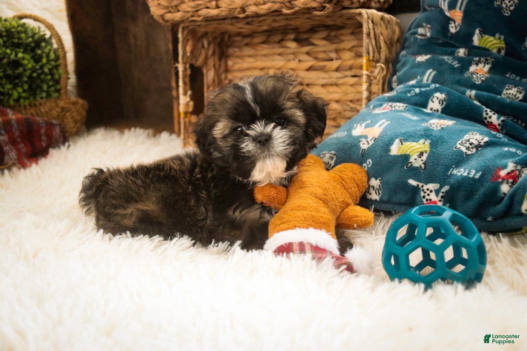 Shih Tzu dogs for sale: Shep - Ad 4