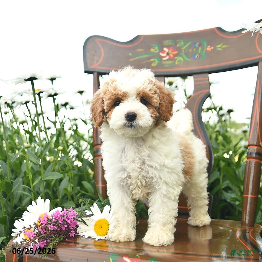 Miniature Poodle dogs Cowboy  - Ad 1