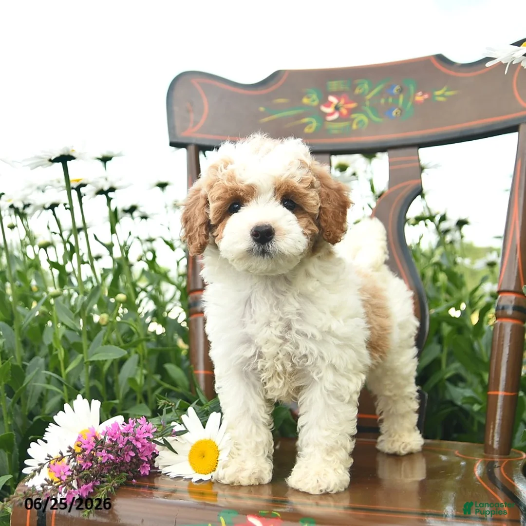 Miniature Poodle dogs for sale: Cowboy  - Ad 1
