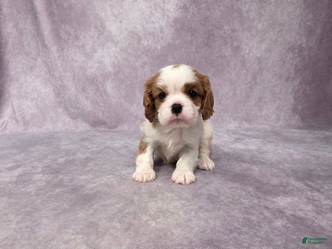 Cavalier King Charles Spaniel dogs for sale: Seth - Ad 1