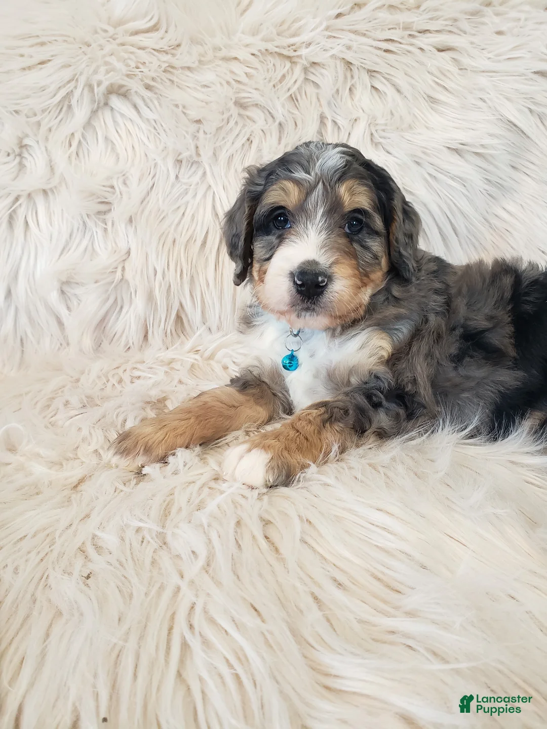Mini Bernedoodle dogs for sale: Roscoe - Ad 7