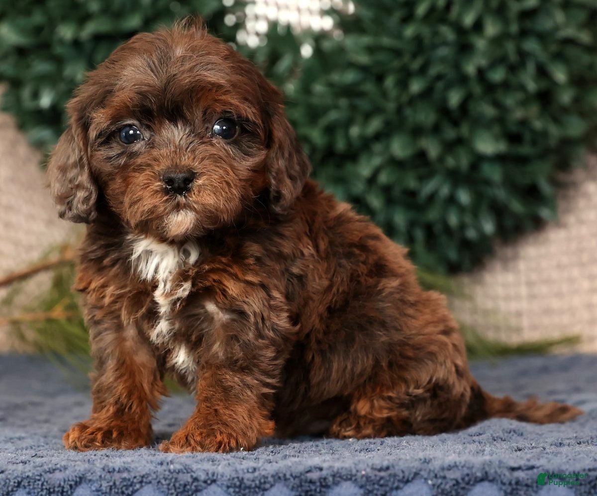 Cavapoo dogs Lincoln - Ad 3