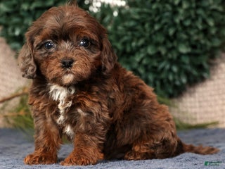 Cavapoo dogs Lincoln - Ad 4