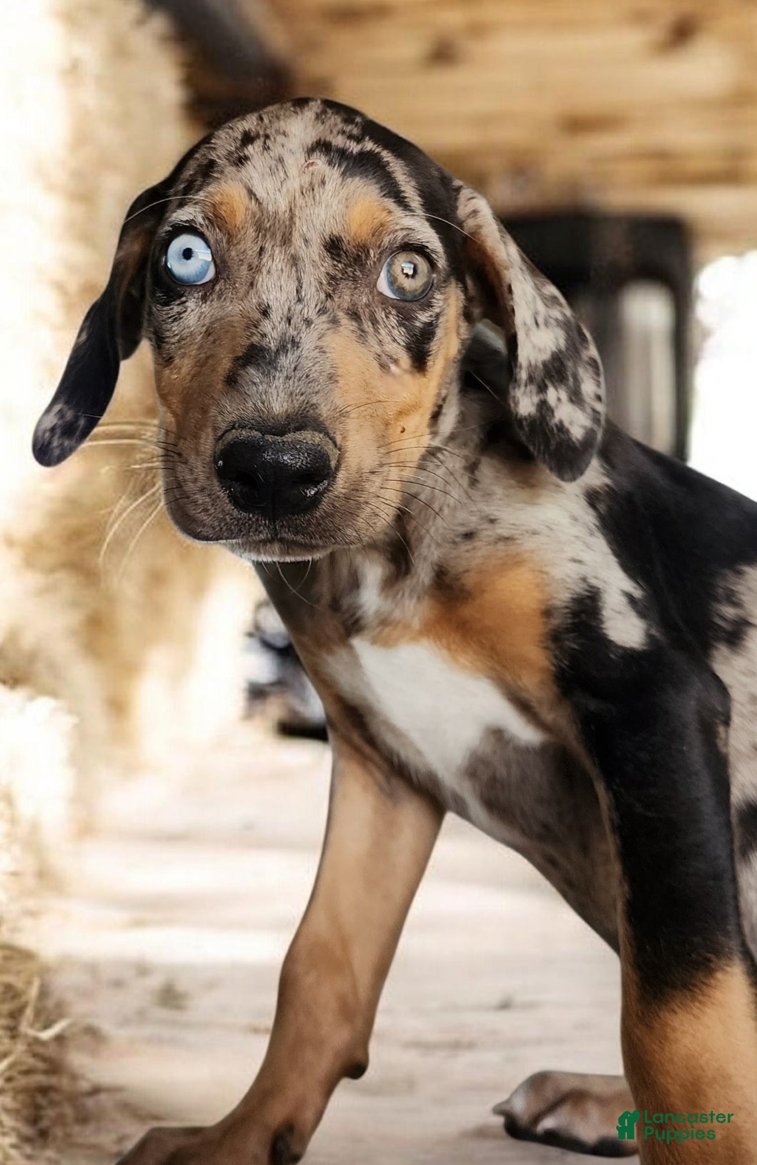 Catahoula Leopard Dog dogs Jesse 2026 F5 - Ad 13