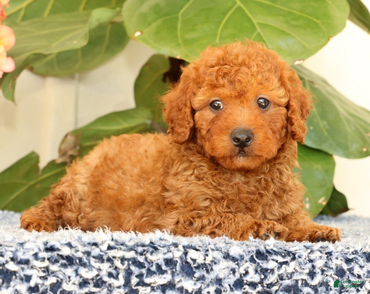 Cavapoo dogs Alvin - Ad 1