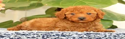 Cavapoo dogs for sale: Alvin - Ad 1
