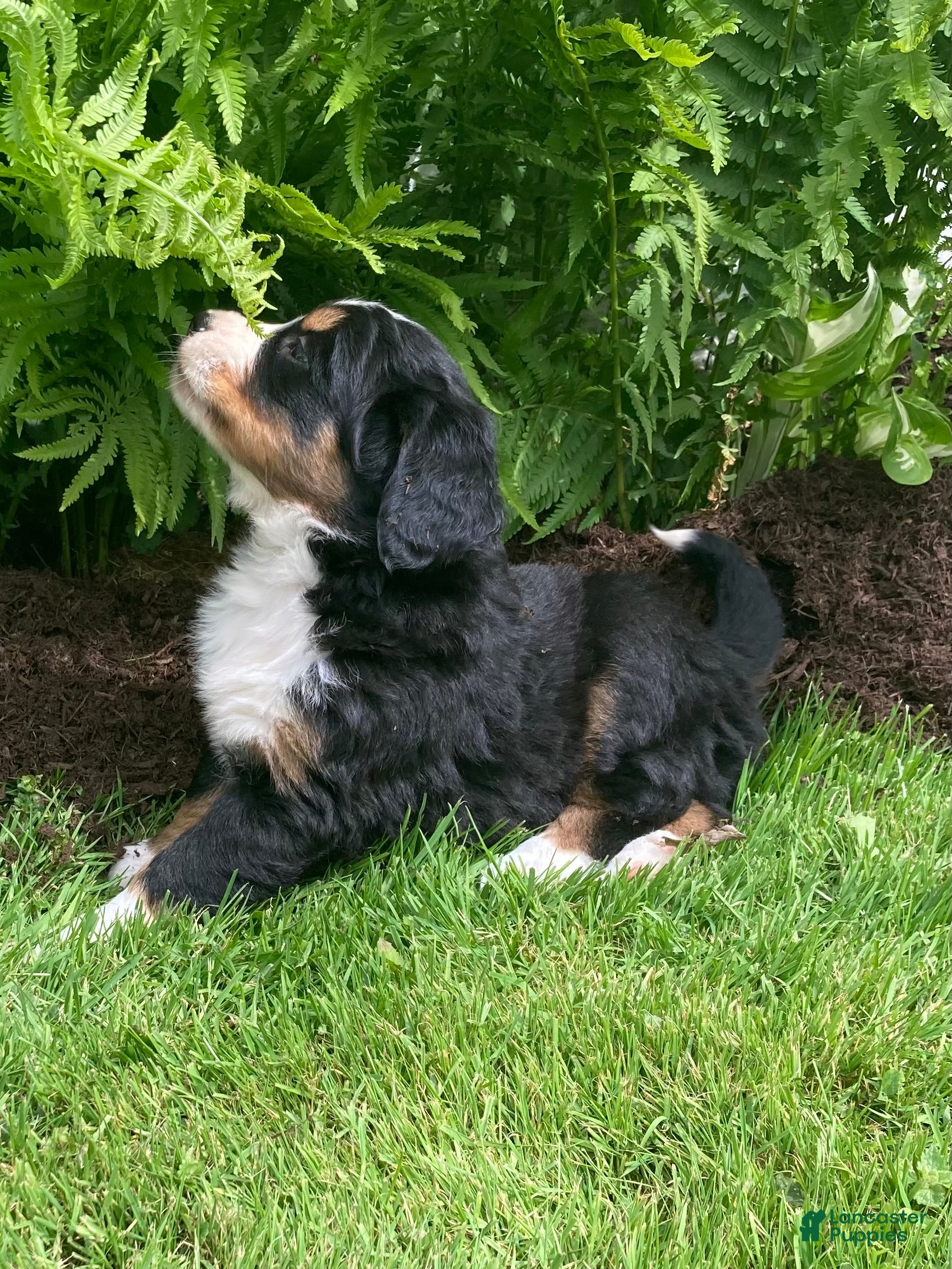 Bernese Mountain Dog dogs Alexa  - Ad 2