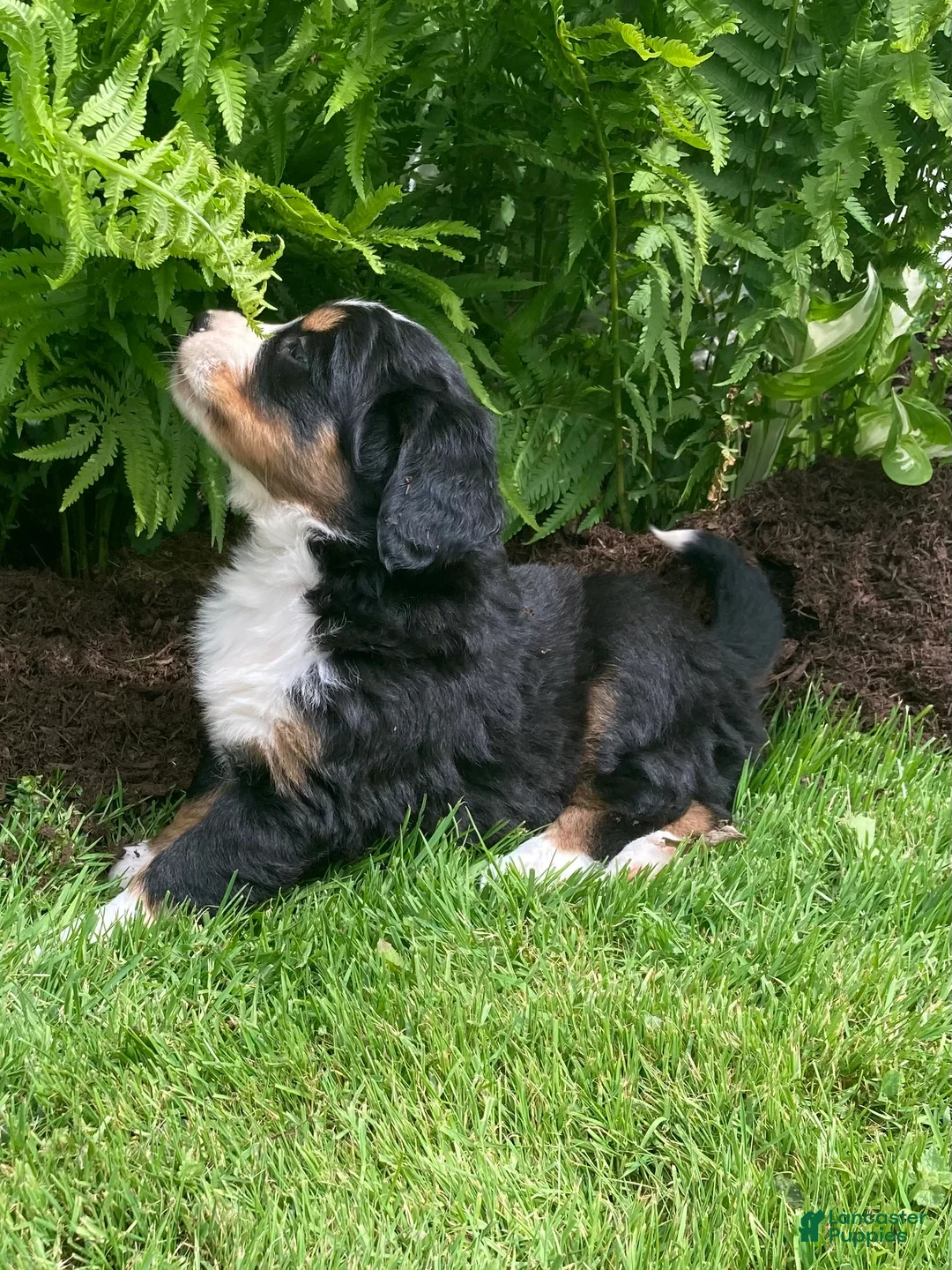 Bernese Mountain Dog dogs for sale: Alexa  - Ad 2
