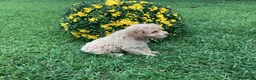Mini Goldendoodle dogs for sale: Rex - Ad 4