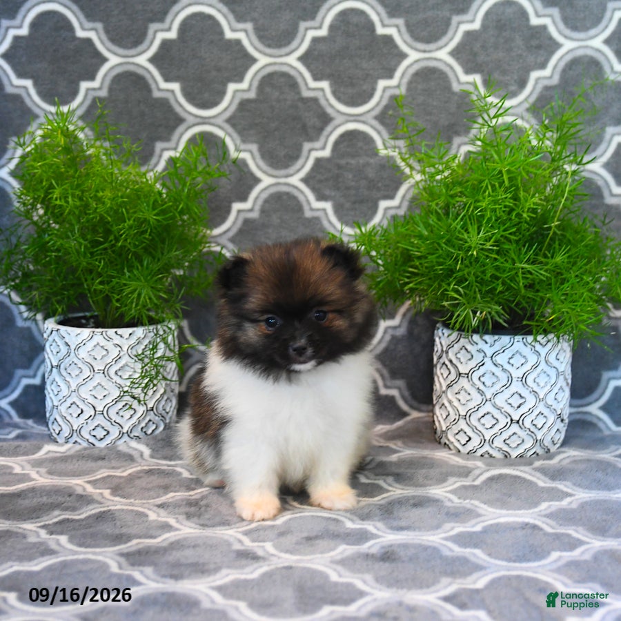 Pomeranian dogs Rita - Ad 1