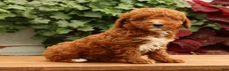 Miniature Poodle dogs for sale: Sonic - Ad 4