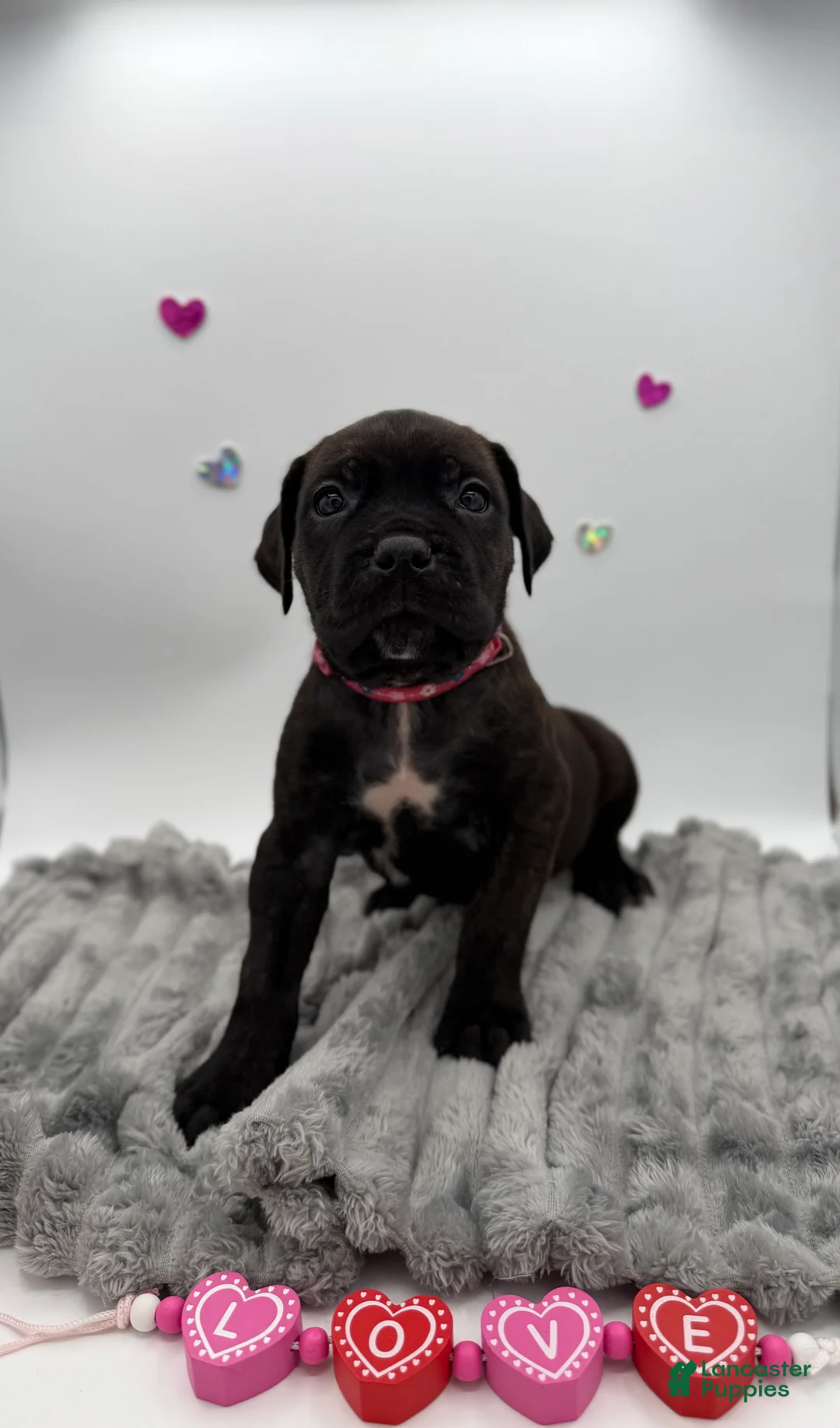 Cane Corso dogs for sale: Cane Corso Puppy 8 - Ad 6