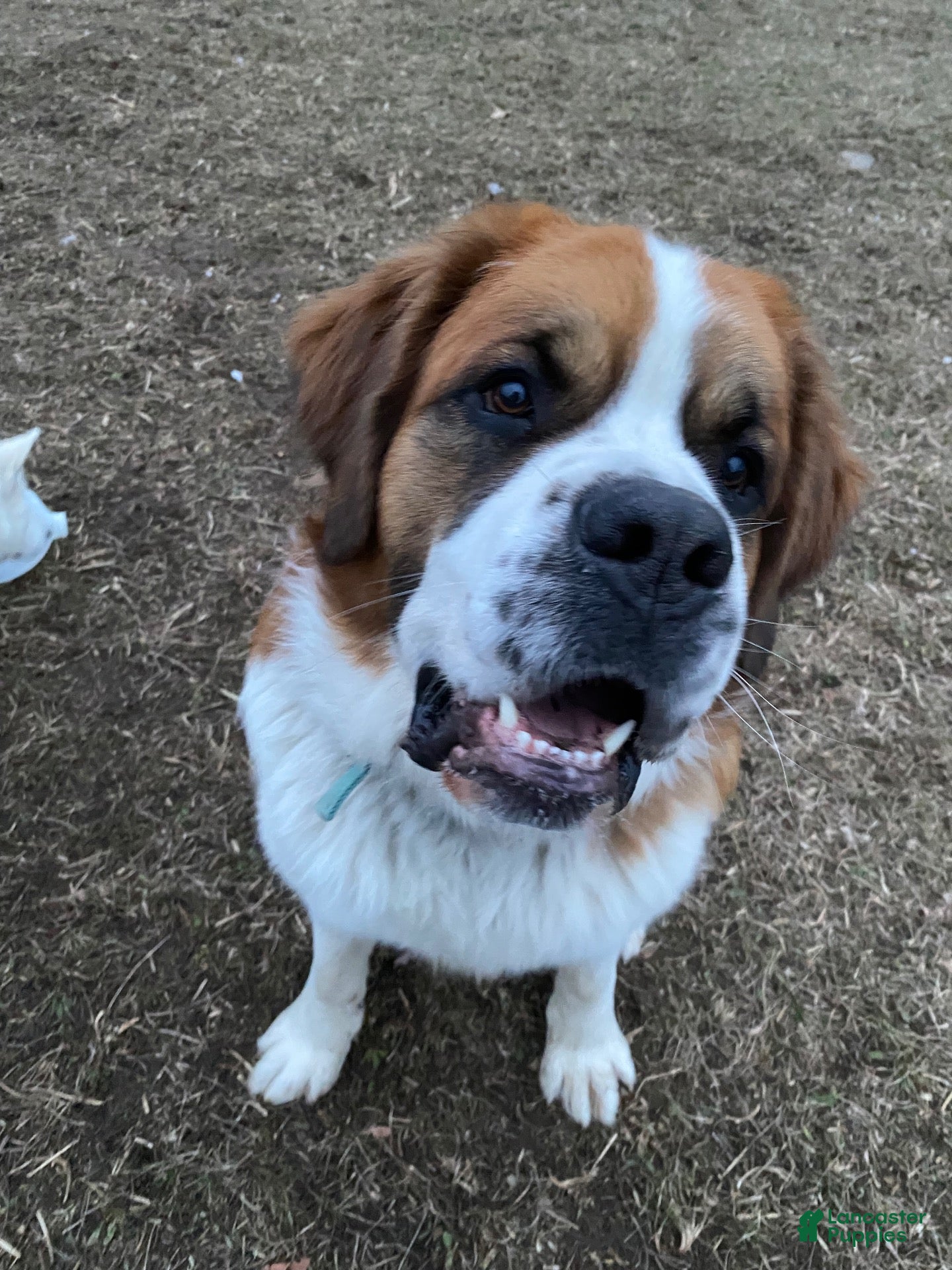 Saint Bernard dogs Saint Bernard - Ad 2