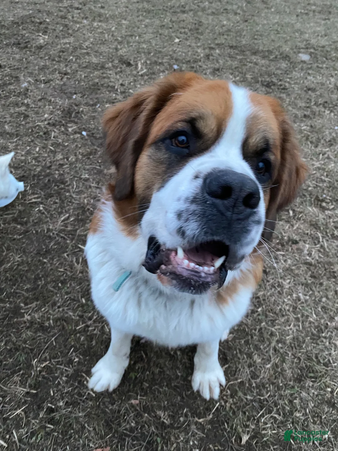 Saint Bernard dogs for stud: Saint Bernard - Ad 2